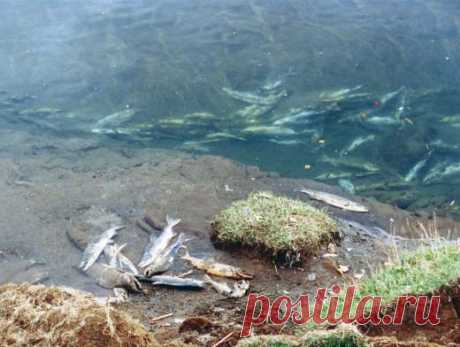В Москве-реке зафиксирован мор рыбы Наибольшее количество мертвых речных обитателей отмечено в районе Батайского
