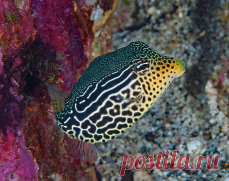 Reticulate Boxfish (Ostracion solorensis) Puerto Galera, Mindoro Philippines