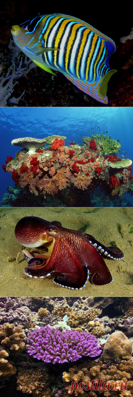Самые яркие обитатели океана | Фотоискусство