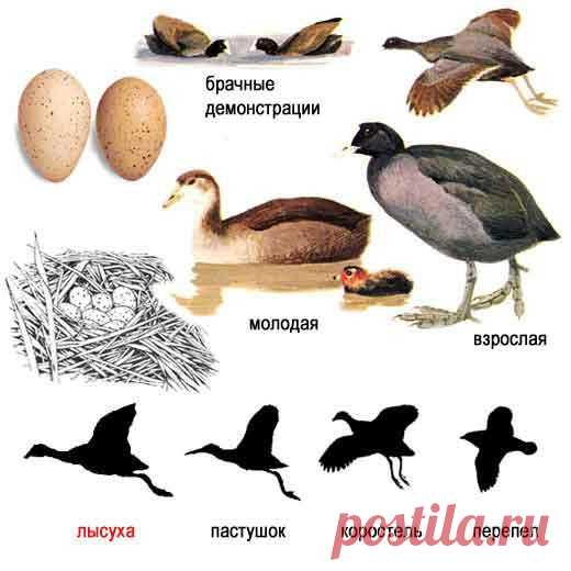 лысуха