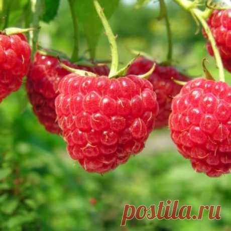 Весенний уход за малиной