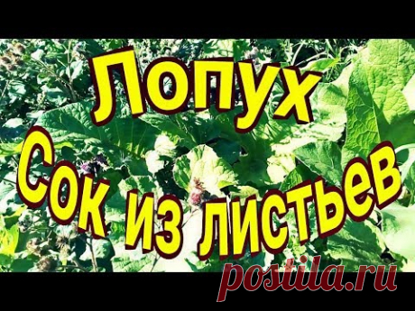 Лопух.  Сок из листьев.