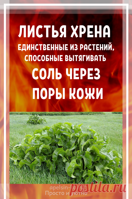 Листья хрена – единственные из растений, способные вытягивать соль через поры кожи - медиаплатформа МирТесен
