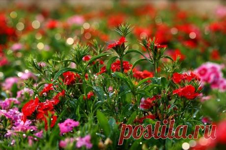 УКРАШЕНИЕ САДА - БОРДЮРНАЯ ГВОЗДИКА! | Самоцветик