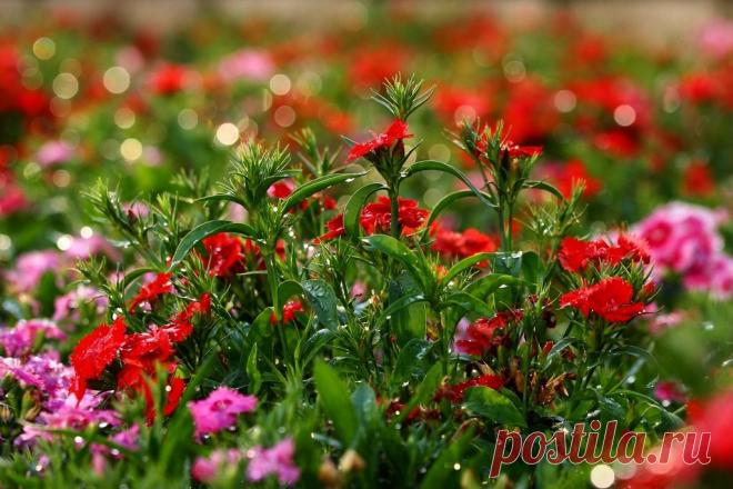 УКРАШЕНИЕ САДА - БОРДЮРНАЯ ГВОЗДИКА! | Самоцветик