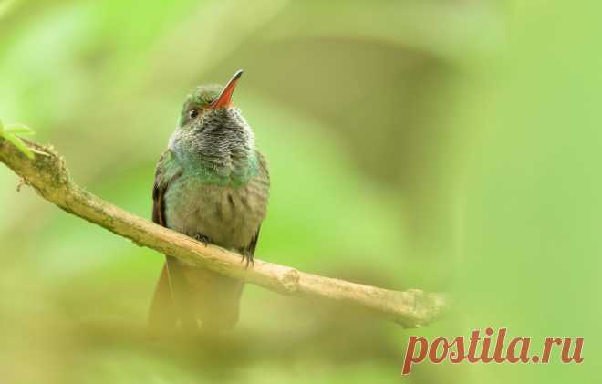 Обои природа, птица, ветка, клюв, колибри картинки на рабочий стол, раздел животные - скачать