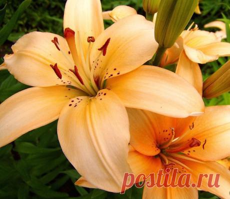 Лилии | Образцовая Усадьба