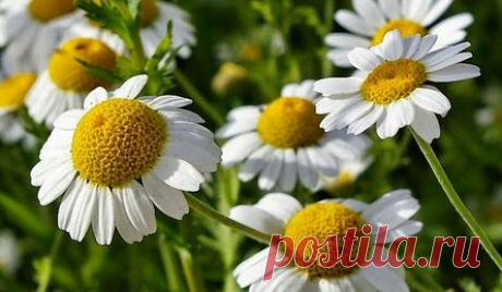 Какие лекарственные травы растут на каждом шагу