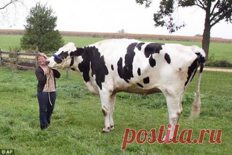 8 удивительных рекордов в мире животных