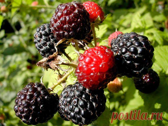 Ратафия ежевичная