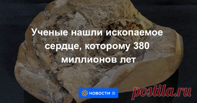 2022-Ученые нашли ископаемое сердце, которому 380 миллионов лет Его обладатель является наиболее полно сохранившимся из когда-либо найденных древних позвоночных.