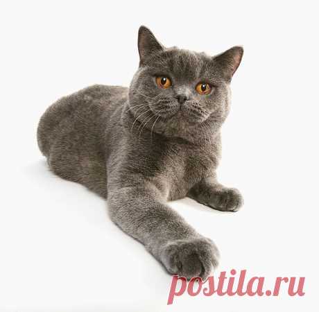 Британская короткошерстная кошка настроит вас на английский лад