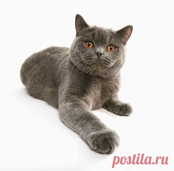 Британская короткошерстная кошка настроит вас на английский лад