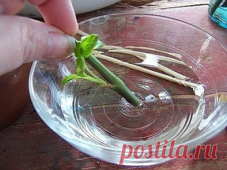 (46) Одноклассники
