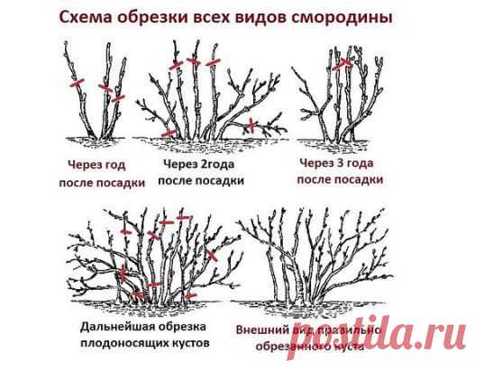 (99) Одноклассники