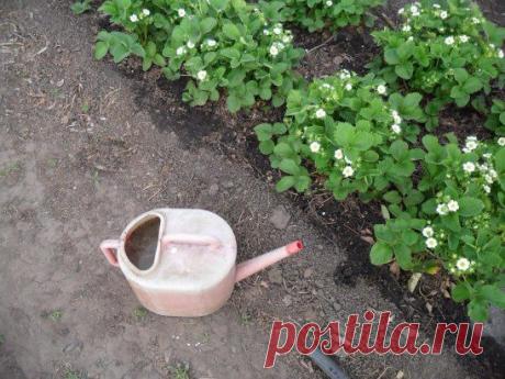 (45) Одноклассники подкормка клубники весной