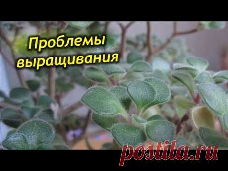 Трудности при выращивании аихризона.