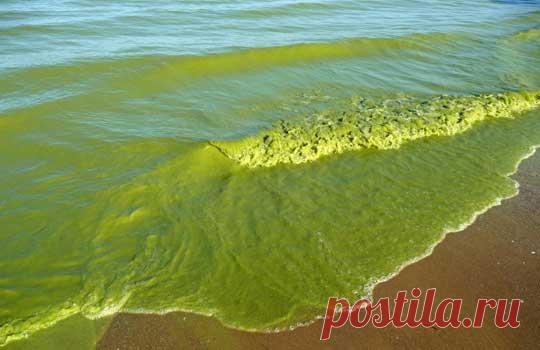 Цианобактерия, мать кислорода... 
Дефицит фосфора миллиарды лет тормозил развитие жизни на Земле