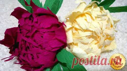 Пионы из гофрированной бумаги своими руками