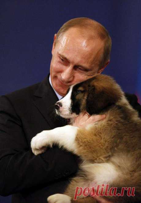 Письмо Бобика к президенту России