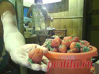 Дача ВИКТОРиЯ: Методы выращивания земляники

Рано весной перекапываю грядку до картона (не трогая последний слой). Спустя 5-7 дней пересаживаю усы (хорошо облиственные кусты). Делаю глубокую лунку, в неё кладу горстку золы и горсть размоченного кокосового субстрата (из 600 г получается 7-8 л питательной рыхлой массы). Расстояние - 40см друг от друга. Поливаю, притеняю, и уже в этом году земляника даёт урожай.