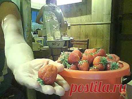 Дача ВИКТОРиЯ: Методы выращивания земляники

Рано весной перекапываю грядку до картона (не трогая последний слой). Спустя 5-7 дней пересаживаю усы (хорошо облиственные кусты). Делаю глубокую лунку, в неё кладу горстку золы и горсть размоченного кокосового субстрата (из 600 г получается 7-8 л питательной рыхлой массы). Расстояние - 40см друг от друга. Поливаю, притеняю, и уже в этом году земляника даёт урожай.