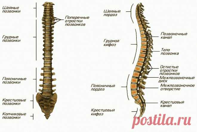 Сколько позвонков у человека?