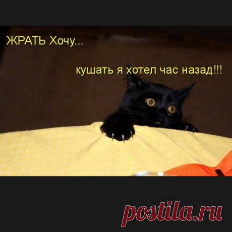 Не слушайте лингвистов: почему слово «кушать» можно употреблять в речи? | Лингвоед | Дзен
