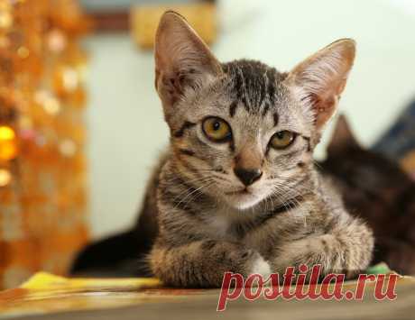 10 привычек (твоих, да-да), которые бесят твоего котика