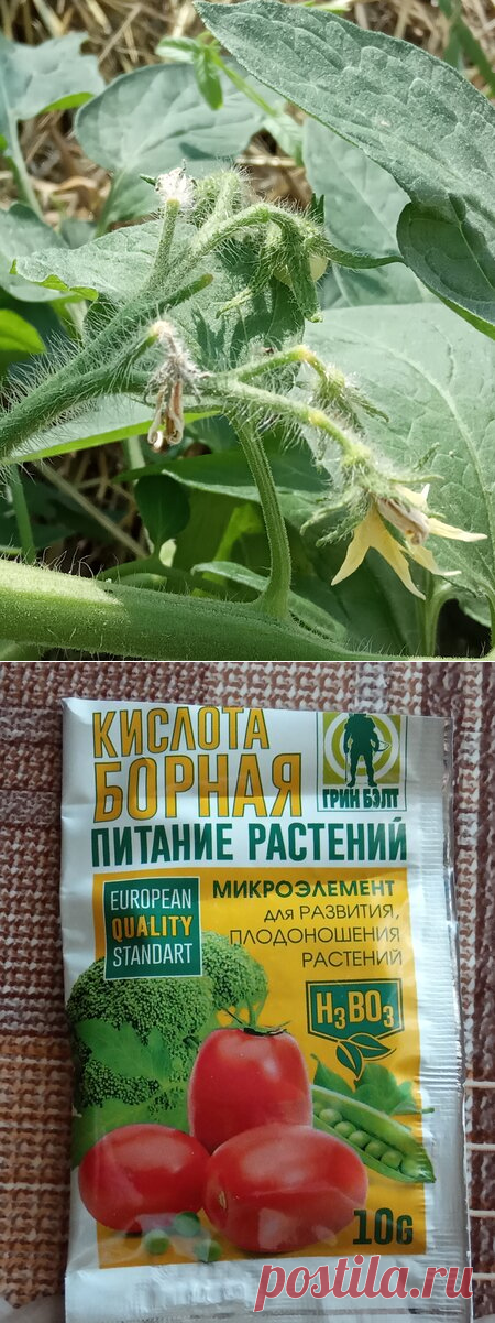 Зачем я 3-4 раза за сезон удобряю томаты борной кислотой.