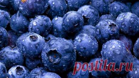 blueberries-wallpaper-1366x768.jpg (1366×768)