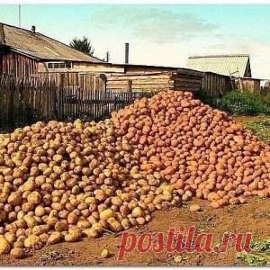 Картофель. Как с 20-ти кустов собрать 40 вёдер