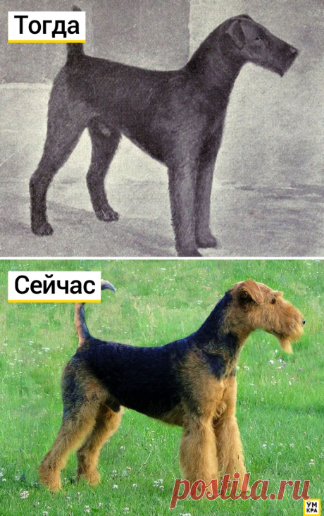 Как выглядели известные породы собак 100 лет назад: Эрдельтерьер