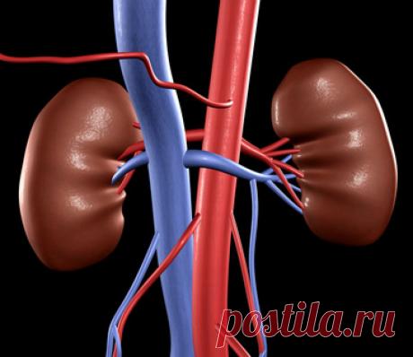Неинвазивный анализ крови: 
Показатели функции почек  Концентрация креатинина  Расчетная скорость клубочковой фильтрации  Клиренс эндогенного креатинина  Цистатин С (Cystatin C)  Азот мочевины