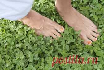 Газон из клевера экономит время и деньги Газон из клевера неприхотлив и требует минимум материальных и временных затрат.

1. Клевер хорошо растет на любых почвах

2. Клевер неприхотлив, быстро разрастается и хорошо переносит засуху. 

3. При…