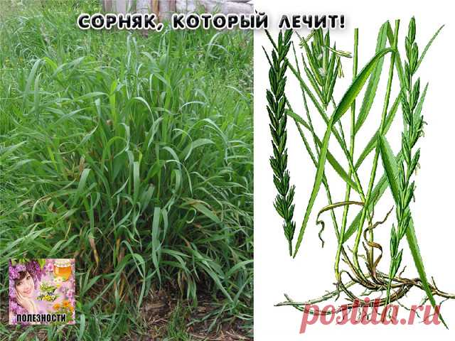 Пырей — это злостный сорняк, который дается  нам буквально под ноги для нашего лечения.
Нет ни одного огорода, чтобы он не рос. Нет ни одного заболевания, чтобы он не лечил, начиная с глаз и кончая онкологией. Им лечатся все дикие животные, кошки и собаки. Для человека он бесценен тем, что восстанавливает нарушенный обмен веществ.
Настой и отвар корневищ применяют при водянке, отеках различного происхождения, цистите, недержании мочи, камнях в почках и желчном пузыре, все...