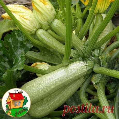ВЫРАЩИВАЕМ КАБАЧОК
Во время плодоношения из середины куста удаляют 2-3 листа — для лучшей освещенности и вентиляции. Регулярно удаляют больные, старые, лежащие на земле листья.

Почему завязи загнивают?
Вероятнее всего, не опылились женские цветки. Или были резкие перепады температуры. Или поливали кусты холодной водой. Или завязи поразила вершинная гниль.
Определитесь, с каких растений будете брать плоды для летнего потребления и консервирования, а какие оставите для «зим...