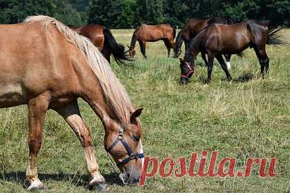Лошади начнут помогать в поиске пропавших людей в Челябинской области. Организация «ЛизаАлерт» привлечет к поиску пропавших без вести людей в Челябинской области лошадей. Отмечается, что в поисковом отряде появятся специальные конные отряды, поскольку верхом на лошади удобно прочесывать лес в поисках человека. Известно, что первый тренировочный поиск планируют провести в ноябре.