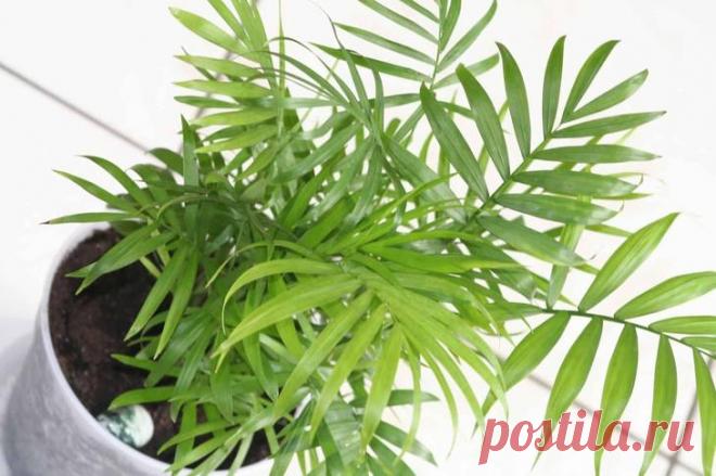 Выращивание бамбуковой пальмы в домашних условиях Описание пальмы Растение лиственное. Цветы у него невзрачные, но интересно, что зацветают неожиданно, в любое время.
Цветы маленькие, желтые, появляются в хаотическом порядке по всей длине цветоноса. ...