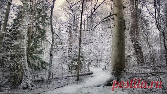 Зимний лес (42 картинки) ⭐ Забавник