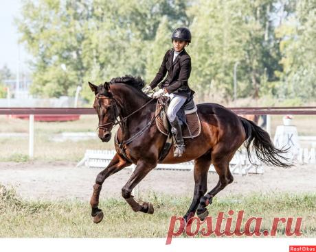 Фото: Конкур. Фотограф Сан Саныч. Спорт - Фотосайт Расфокус.ру