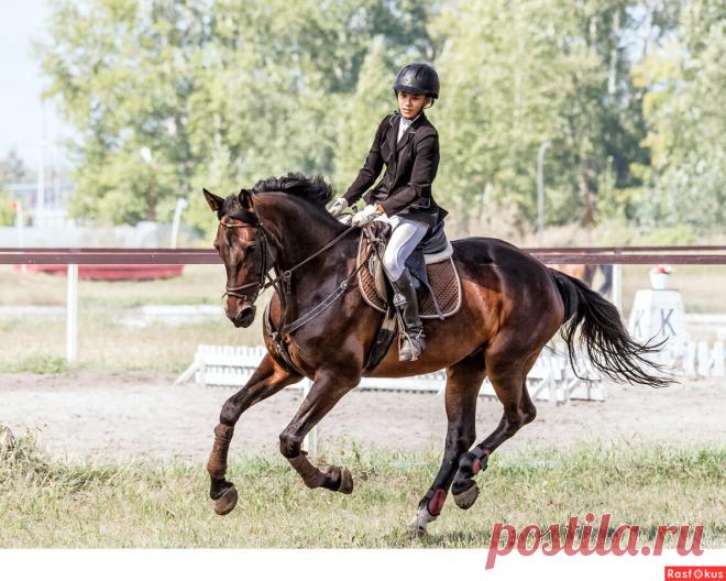 Фото: Конкур. Фотограф Сан Саныч. Спорт - Фотосайт Расфокус.ру
