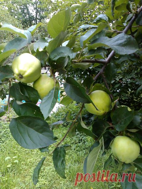 мои яблоки