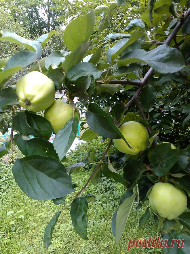 мои яблоки
