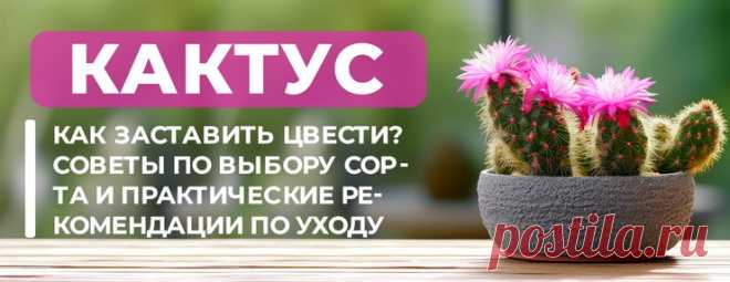 Правильный уход - залог того, что ваши кактусы зацветут