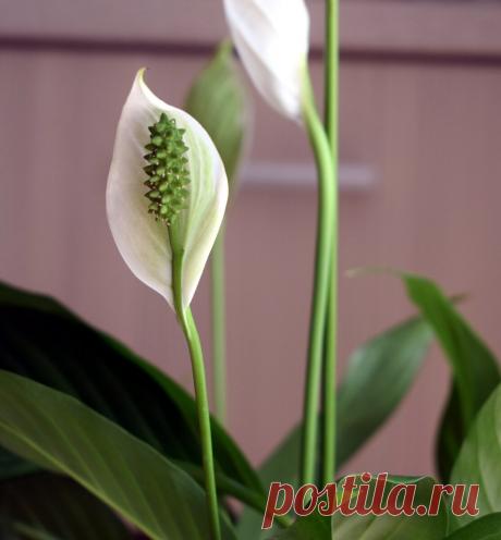 Когда цветы в горшках слабеют, я спешу в аптеку. 3 средства (почти даром) возвращают здоровье растениям. Пишу, как правильно | Секреты сада и дачи | Яндекс Дзен