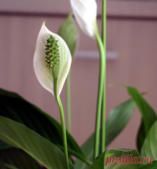 Когда цветы в горшках слабеют, я спешу в аптеку. 3 средства (почти даром) возвращают здоровье растениям. Пишу, как правильно | Секреты сада и дачи | Яндекс Дзен