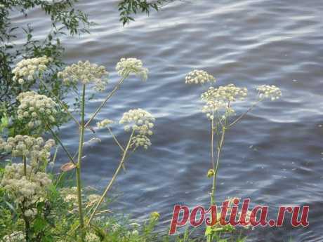 Цветы | Фотографии сергей ефременко | 9668 фото