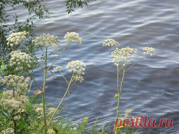 Цветы | Фотографии сергей ефременко | 9668 фото