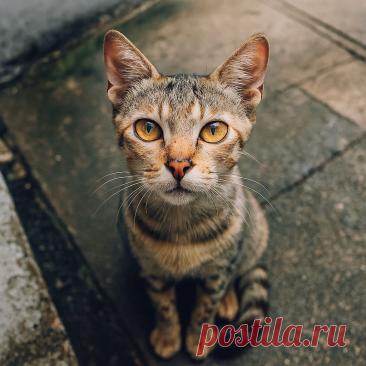 Надежда - Готовим так!